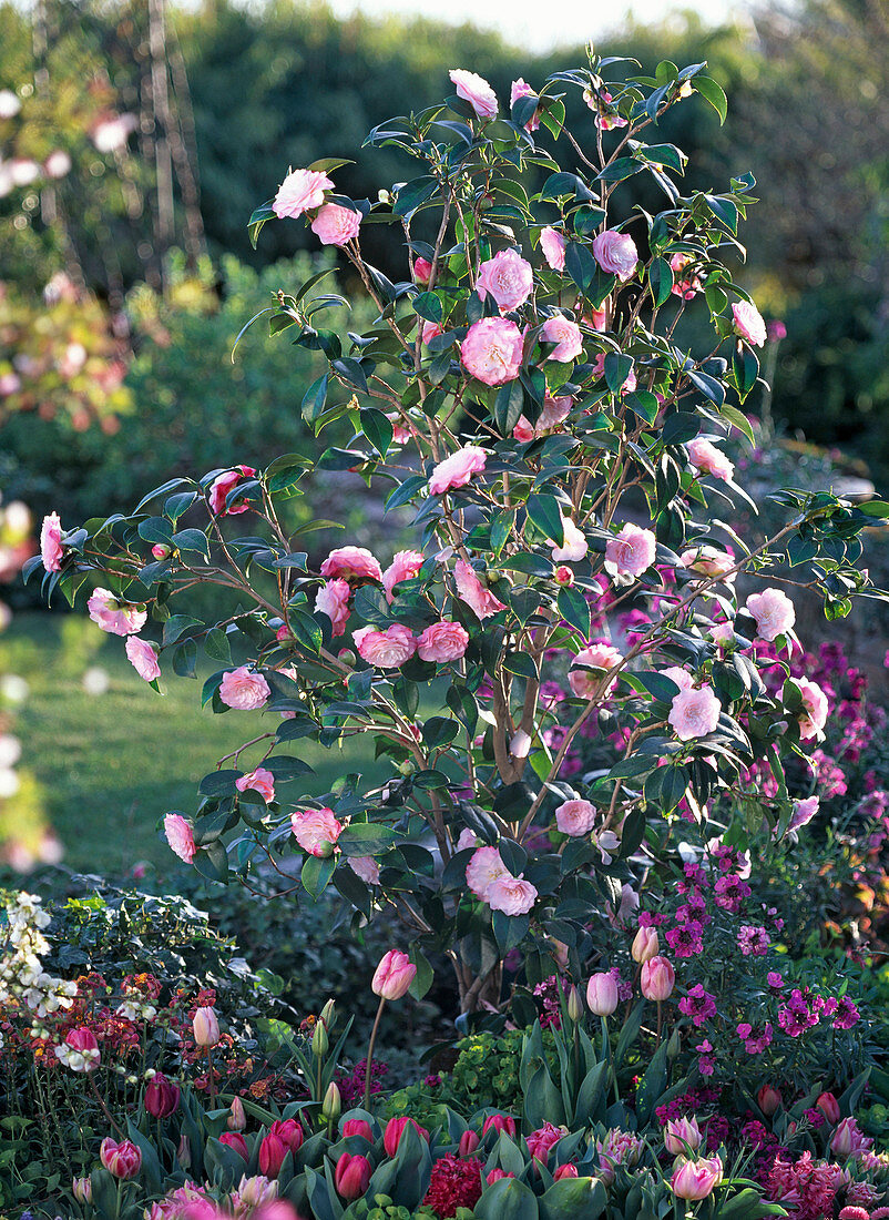 Camellia japonica 'Nuccio's Pearl' (camellia)