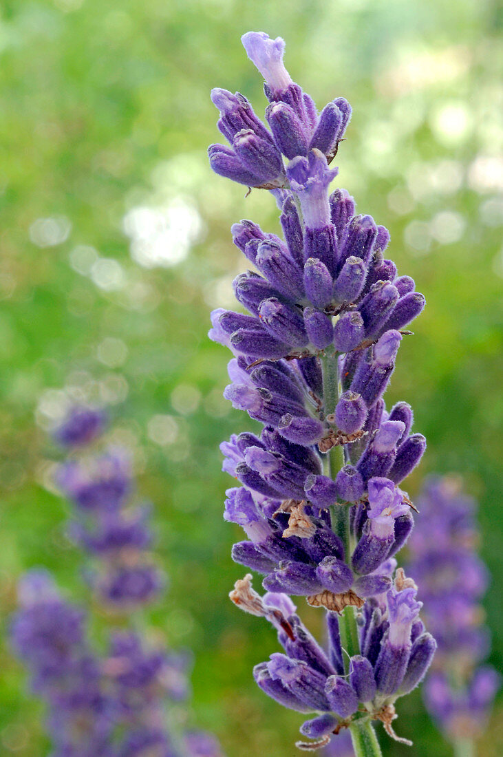 Lavandula 'Hidcote' (Lavendel)