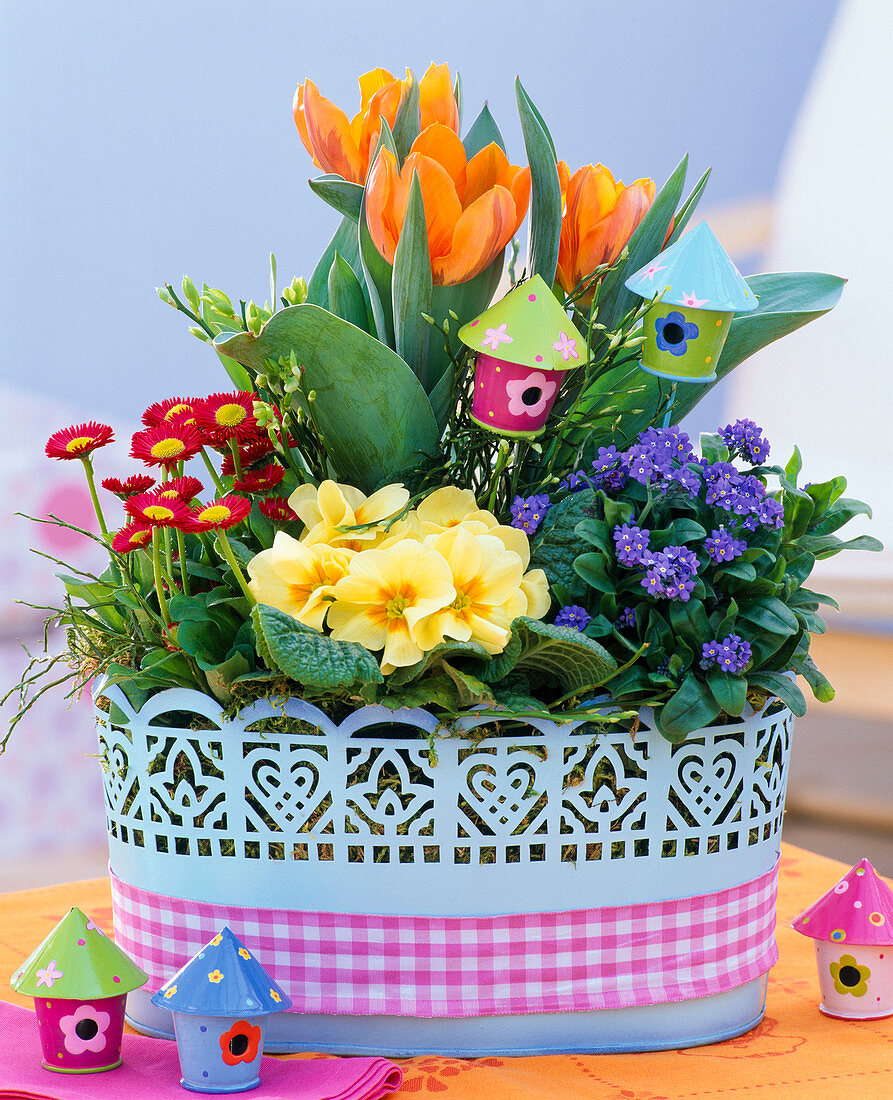 Pale blue metal jardiniere with tulipa, myosotis