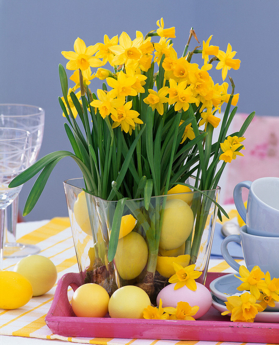 Narcissus 'Tete A Tete' (Narcissus) with Easter eggs