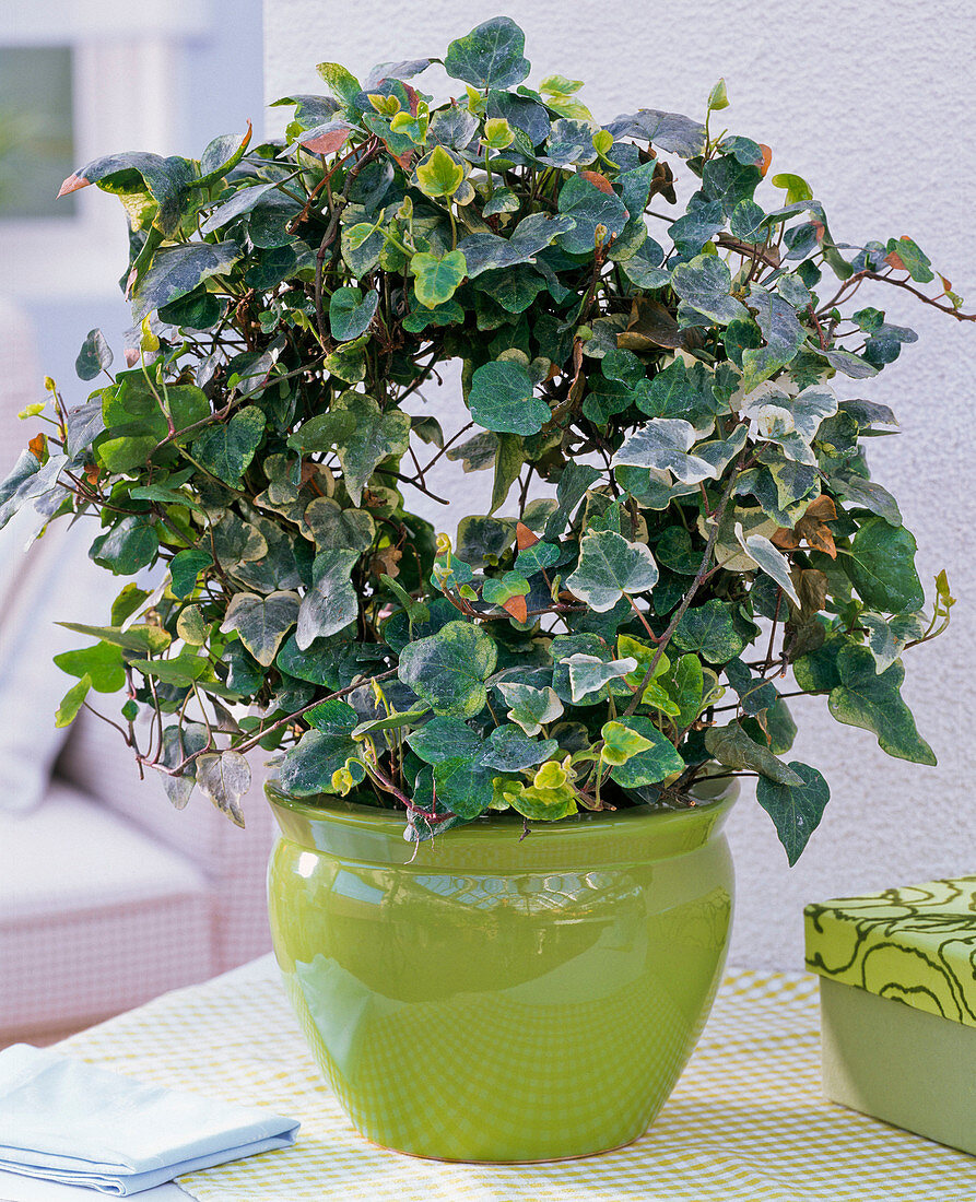 Hedera (Efeu) mit roter Spinne