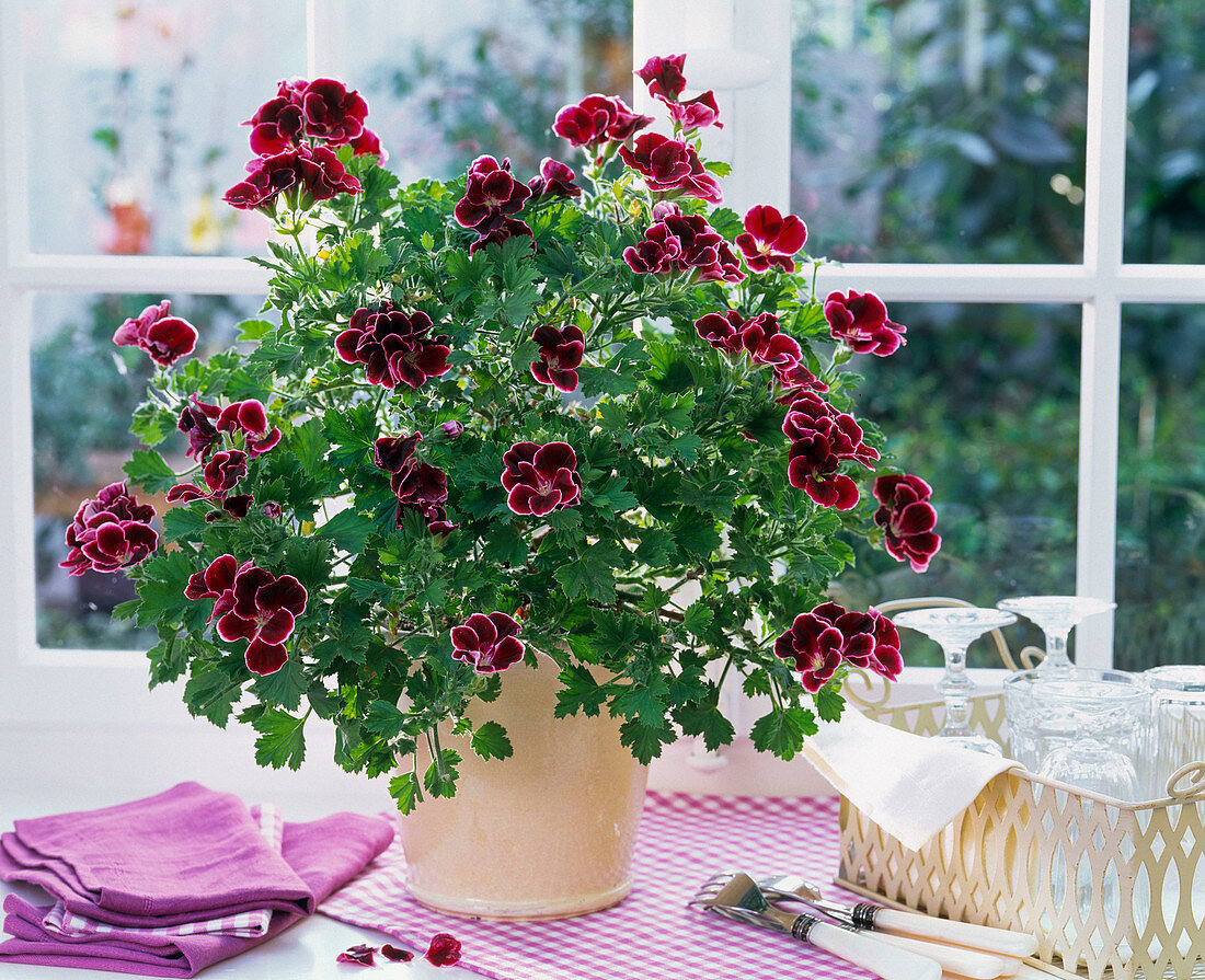 Pelargonium grandiflorum 'Aristo Beauty' (Edelgeranie)