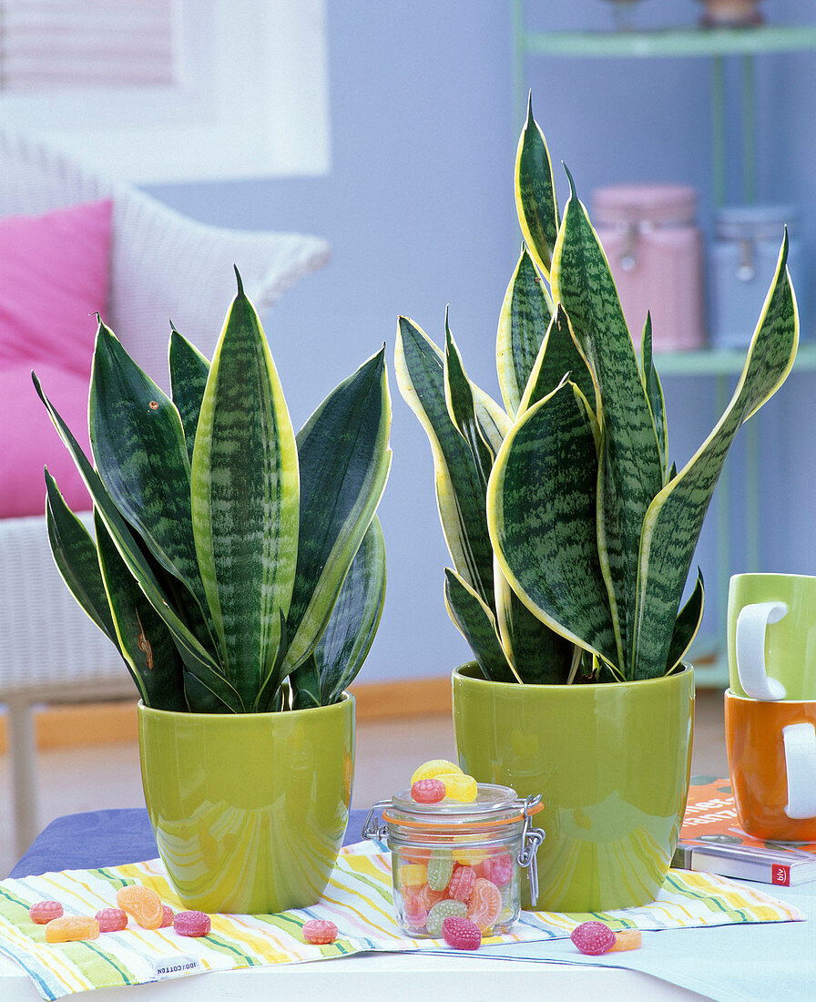 Sansevieria trifasciata 'Laurentii' in hellgrünen Übertöpfen