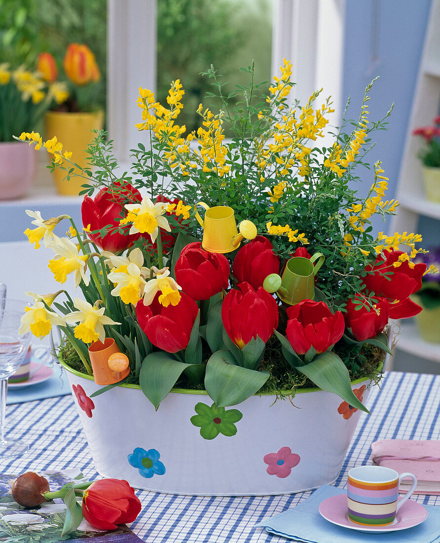 Tulipa 'Red Paradise' (Tulpen), Narcissus (Narzisse)