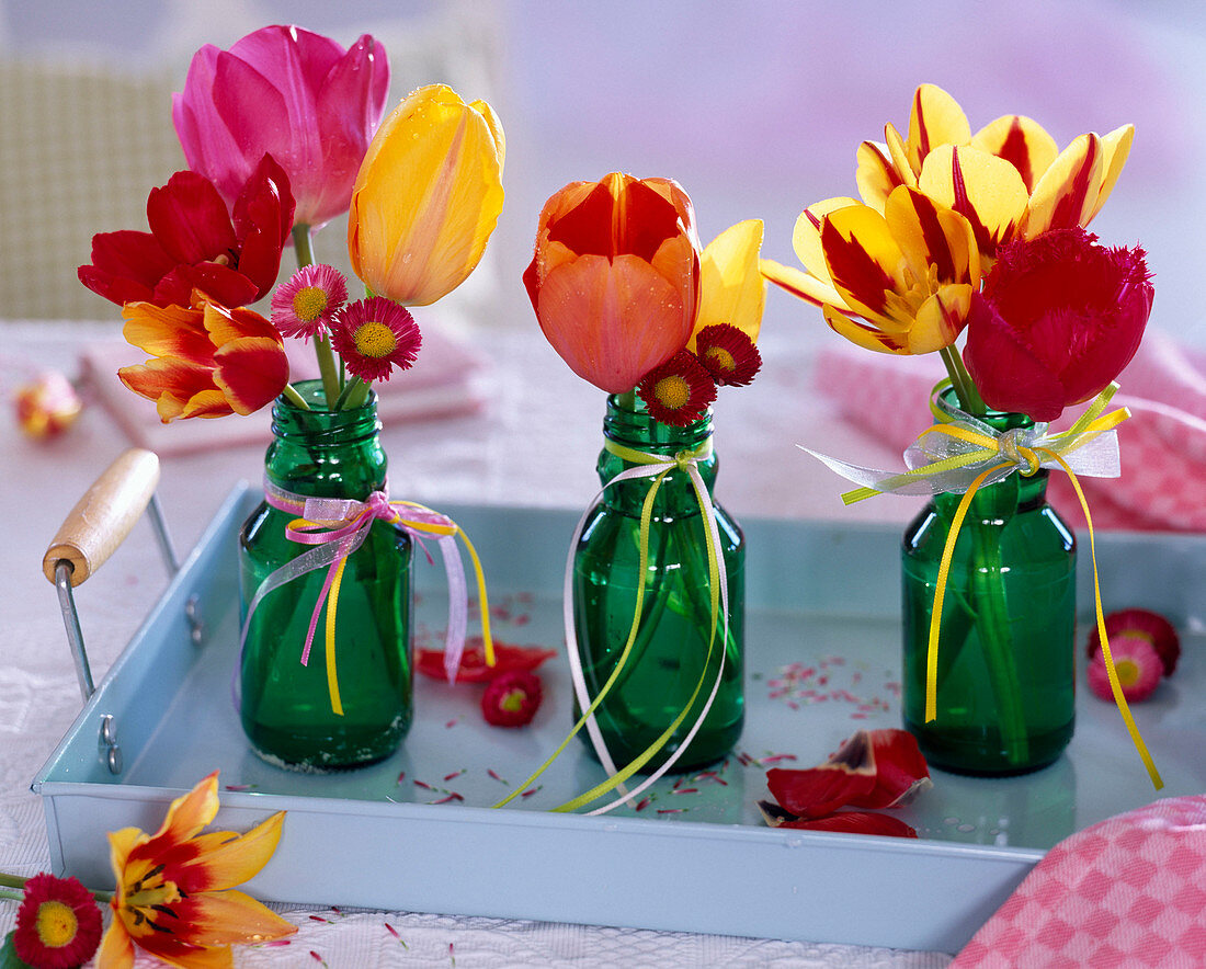 Tulipa (Tulpen), Bellis (Gänseblümchen) in kleinen grünen Glasflaschen