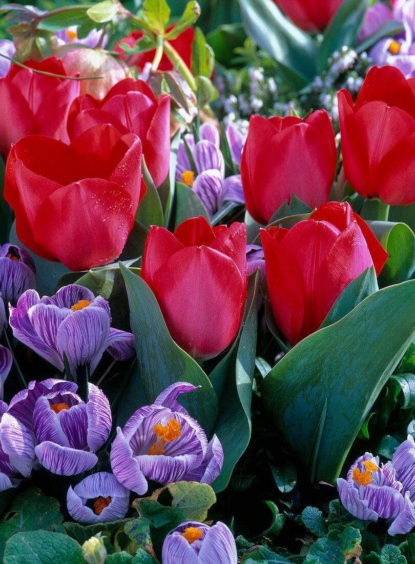 Tulipa 'Red Paradise' (tulip), Crocus 'Pickwick'