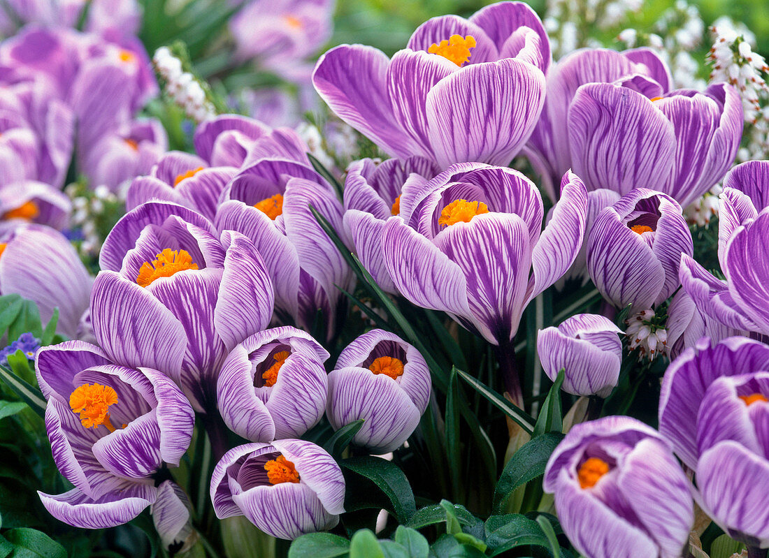 Crocus 'Pickwick' (Krokusse)