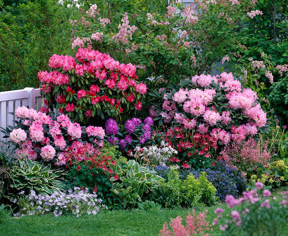 Spring bed with rhododendron (alpine rose) and perennials