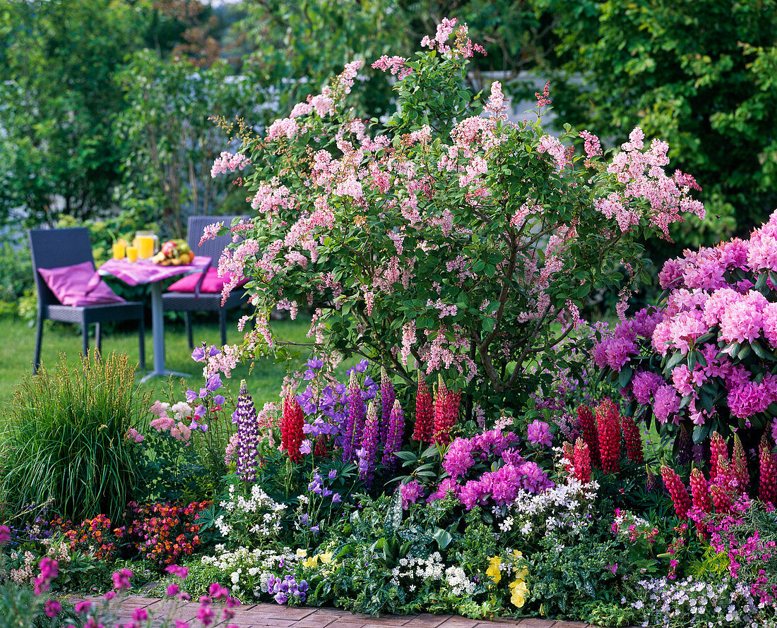 Syringa reflexa (Bogenflieder), Lupinus (Lupinen), Rhododendron