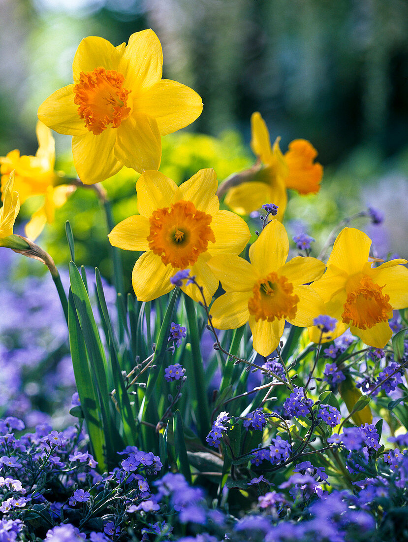 Narcissus 'Ipi Tombi' (Narzissen)