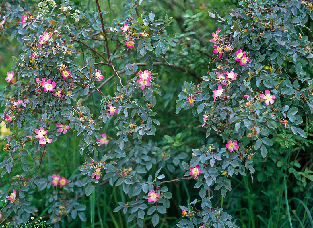 Rosa glauca (Blaue Hechtrose)
