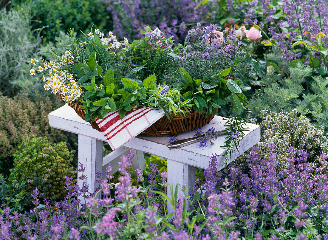 Small table in the bed with basket of freshly harvested herbs