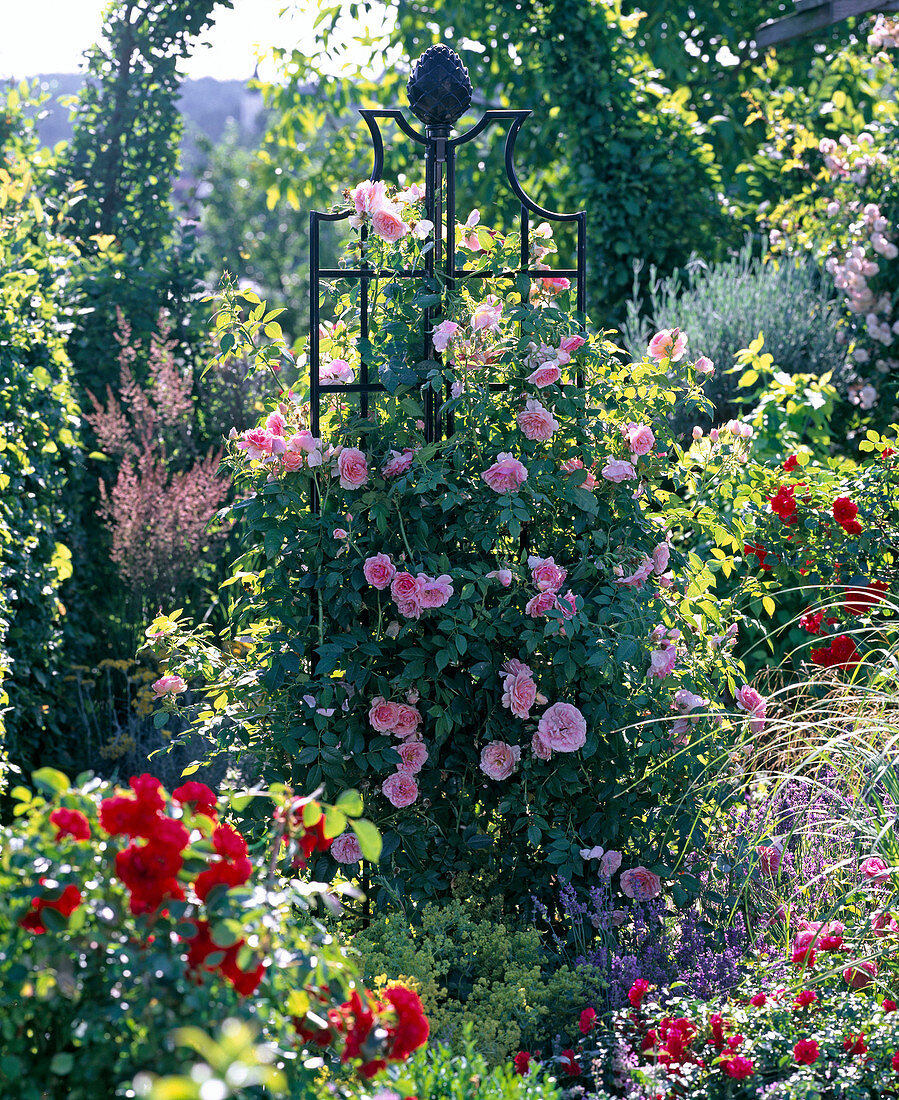 Pink 'Kir Royal' (climbing rose), often flowering, delicate scent