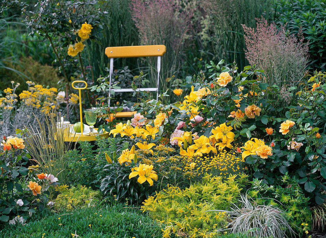 Patio in yellow flowerbed, pink 'Tequila' (bed rose), Lilium