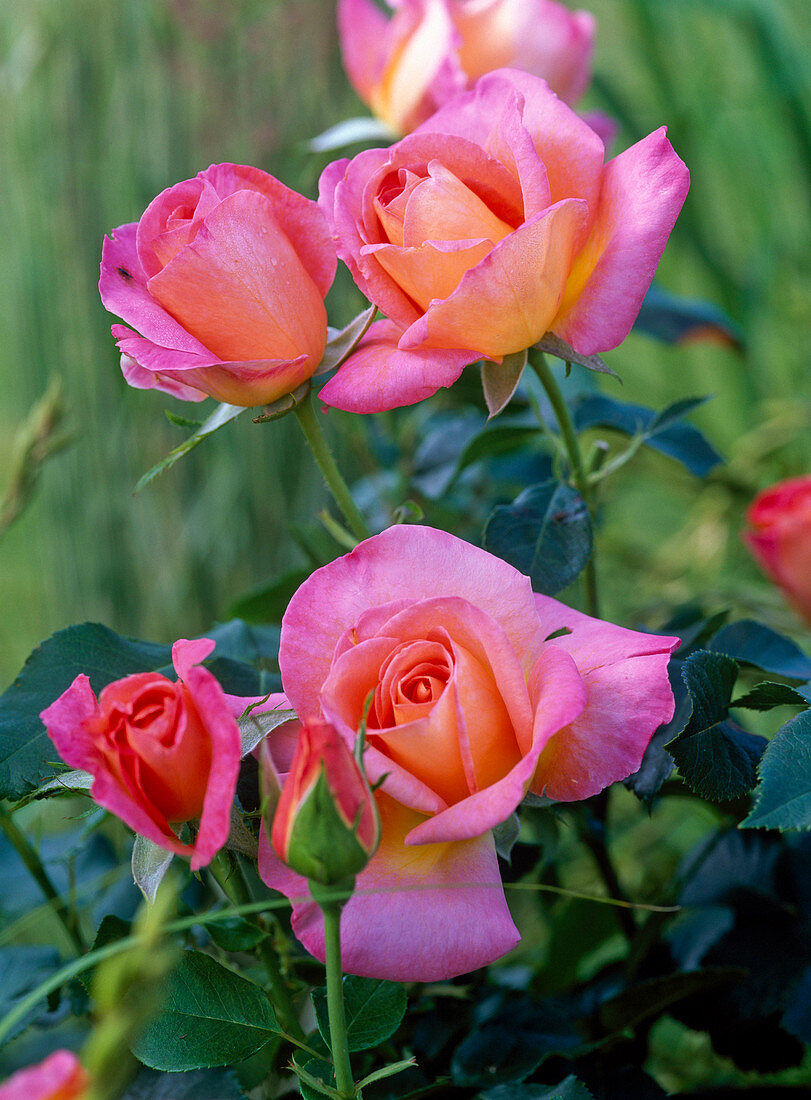 Rosa 'Inspiration' (Edelrose, knospig), öfterblühend, kein Duft