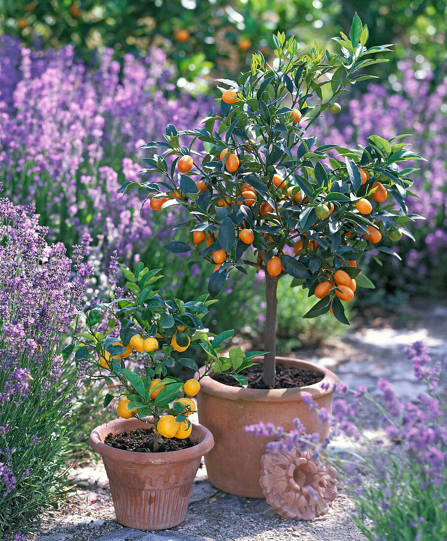 Fortunella japonica (Kumquat), Citrofortunella microcarpa