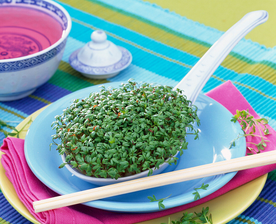 Cress in Chinese porcelain spoon
