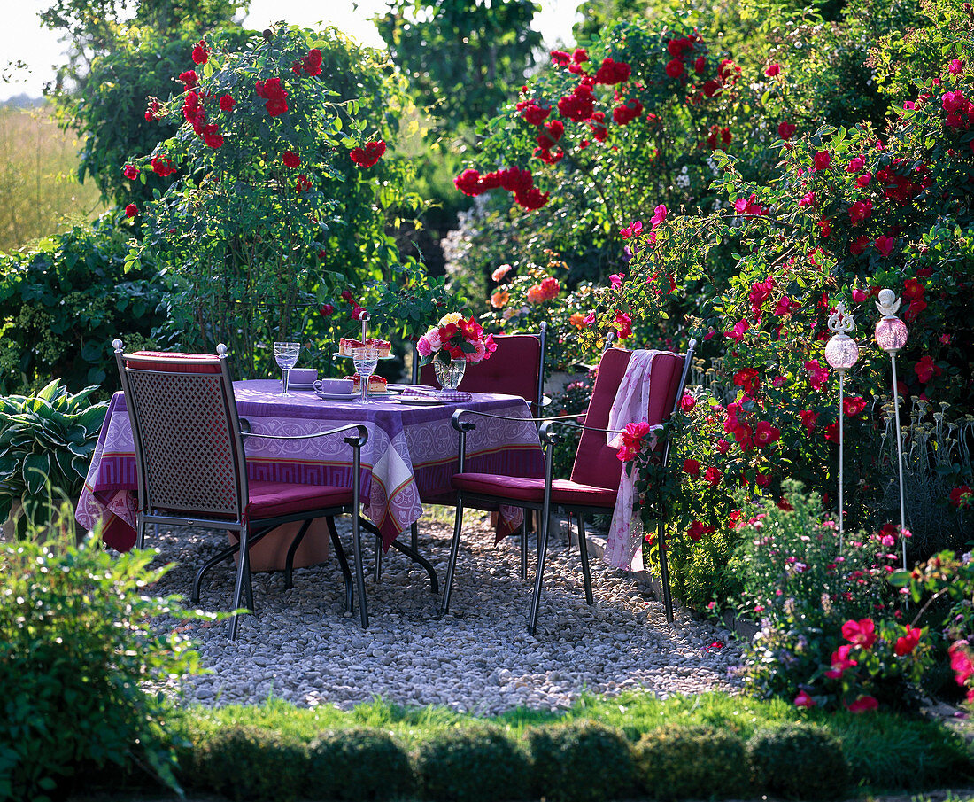 Terrace with Rose 'Flammentanz', 'Scarlet Glow'