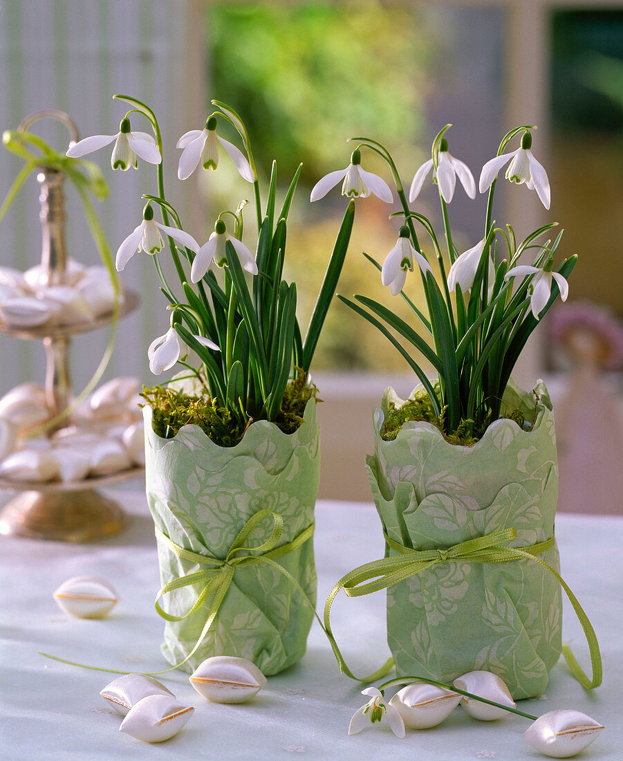 Galanthus (Schneeglöckchen) in mit Serviette umwickelten Gläsern