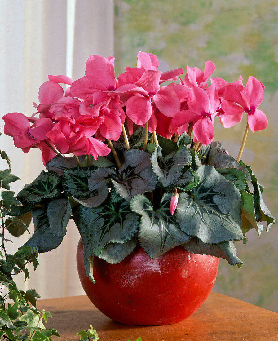 Cyclamen persicum (Alpenveilchen) vor einer grünen Wand