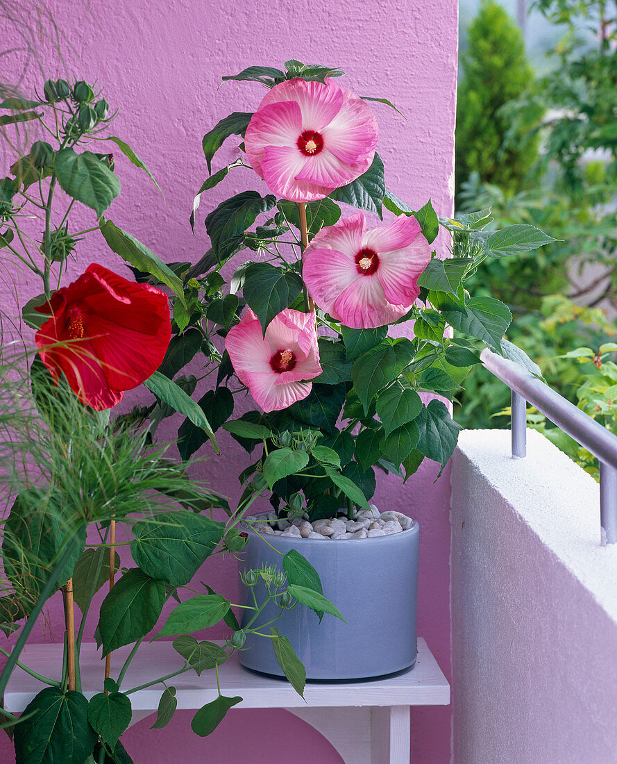 Hibiscus moscheutos (rose mallow) in glass pot