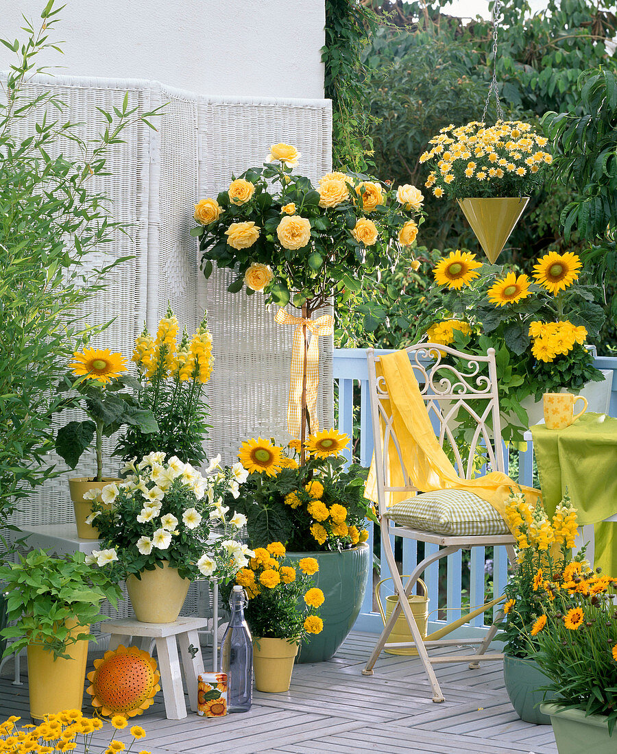 Yellow balcony: Helianthus, Rosa 'Sunlight Romantica'