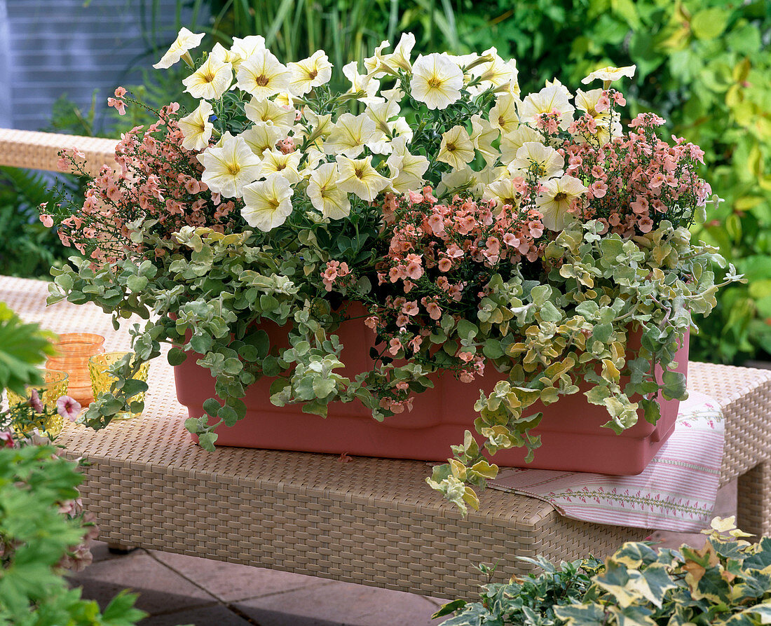 Petunia 'Vanilla' (Petunie), Diascia Elfjes 'Fientje' (Elfensporn)