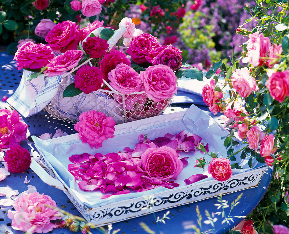 Frisch geerntete Rosa (Rosen) in Korb, Tablett mit Rosenblütenblättern