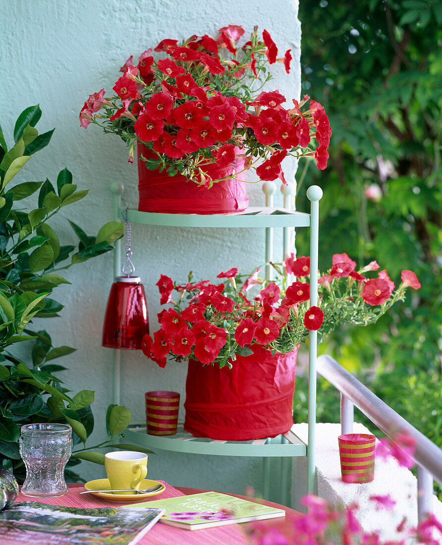 Petunia Sylvana 'Real Red' (petunia)