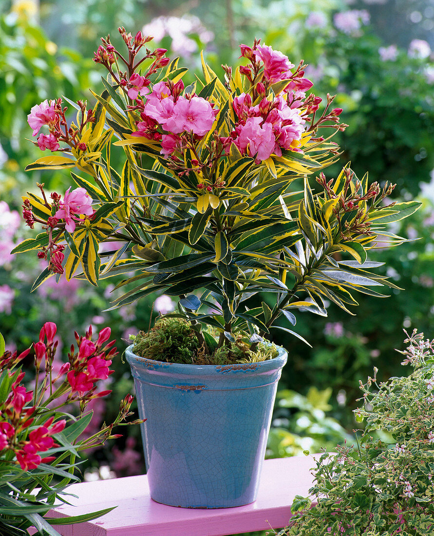 Nerium oleander 'Splendens Foleis Variegata' (Oleander)