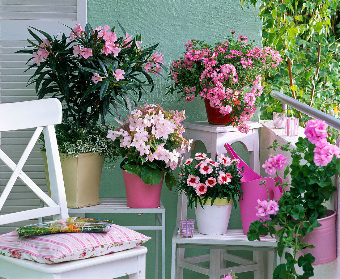 Nerium oleander (Oleander), Nicotiana (Ziertabak)