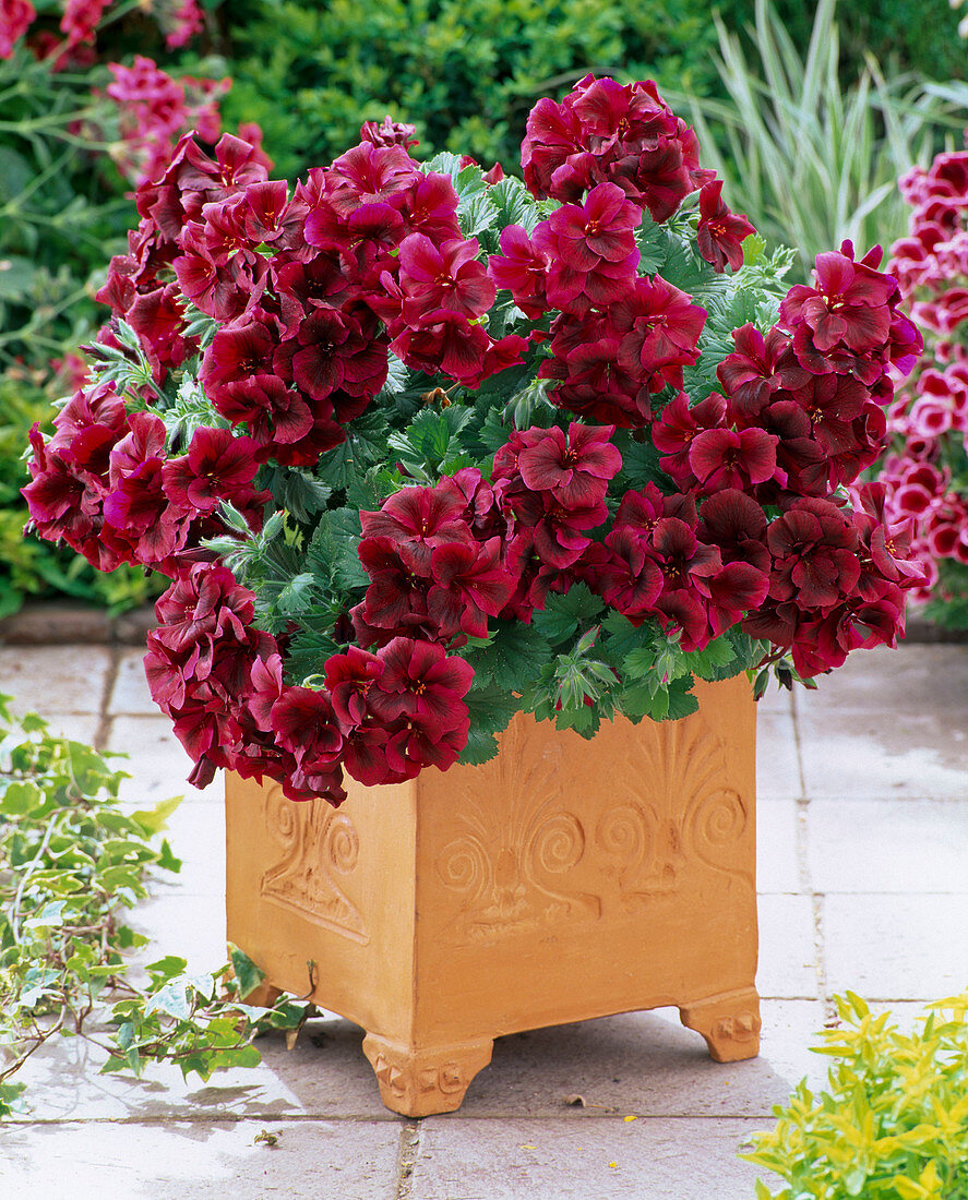 Pelargonium grandiflorum Aristo 'Red Velvet' (Edelgeranie)