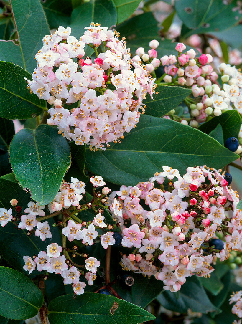 Blüten von Viburnum tinus (Lorbeerschneeball)