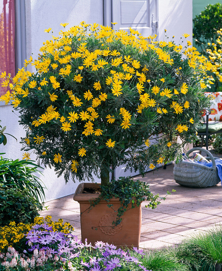 Euryops chrysanthemoides (Gelbe Margerite) unterpflanzt