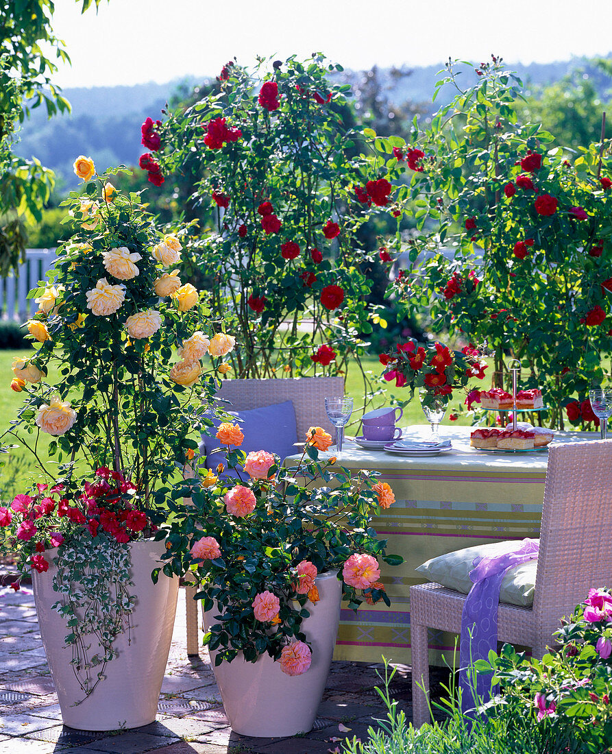 Rose terrace with Rose 'Golden Celebration'