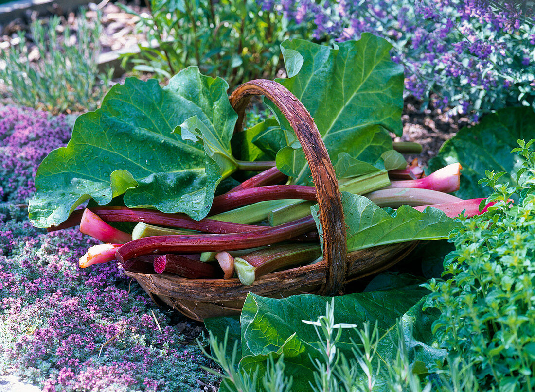 Rheum rhaponticum (rhubarb) freshly harvested in a wooden basket