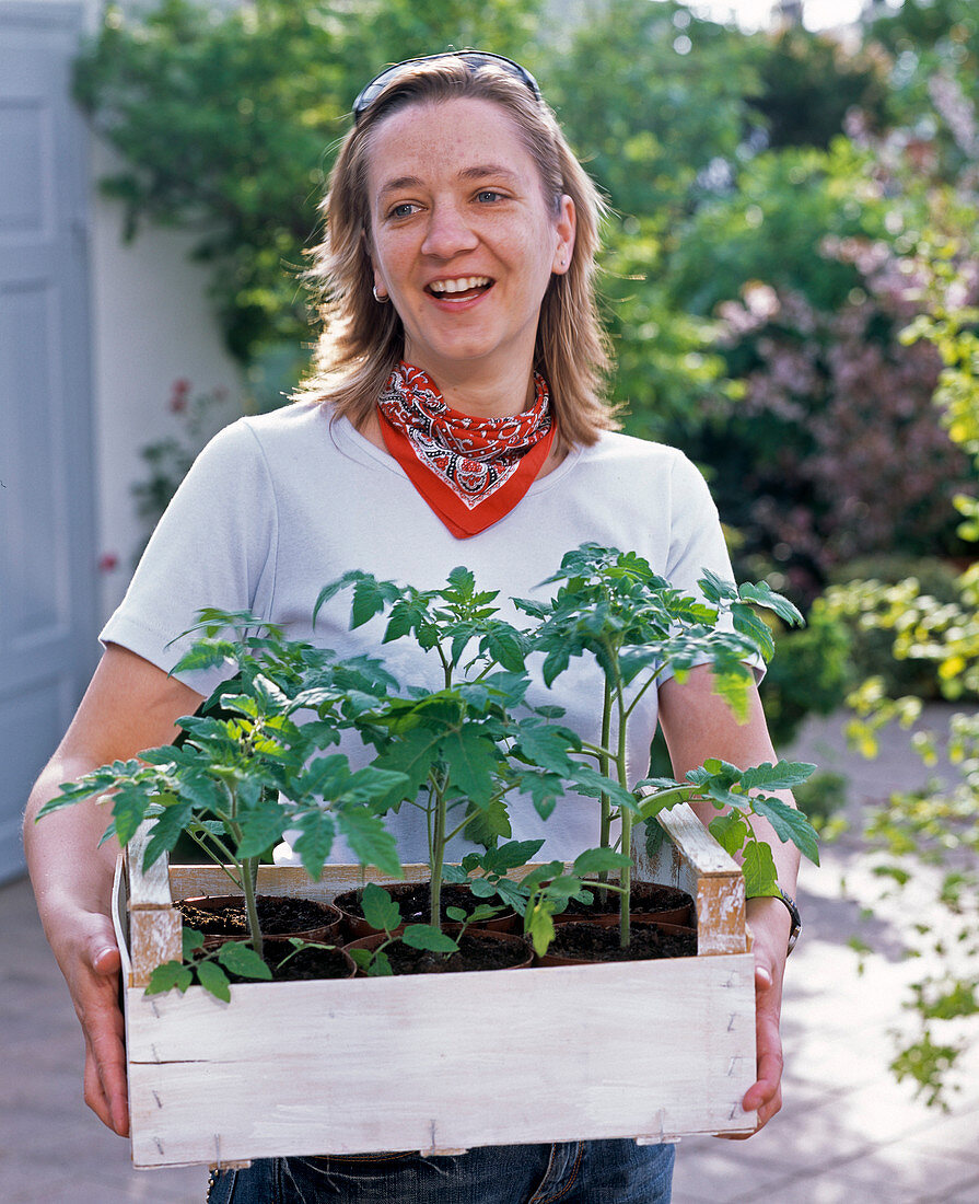 Young woman with freshly bought lycopersicon (tomato plants)