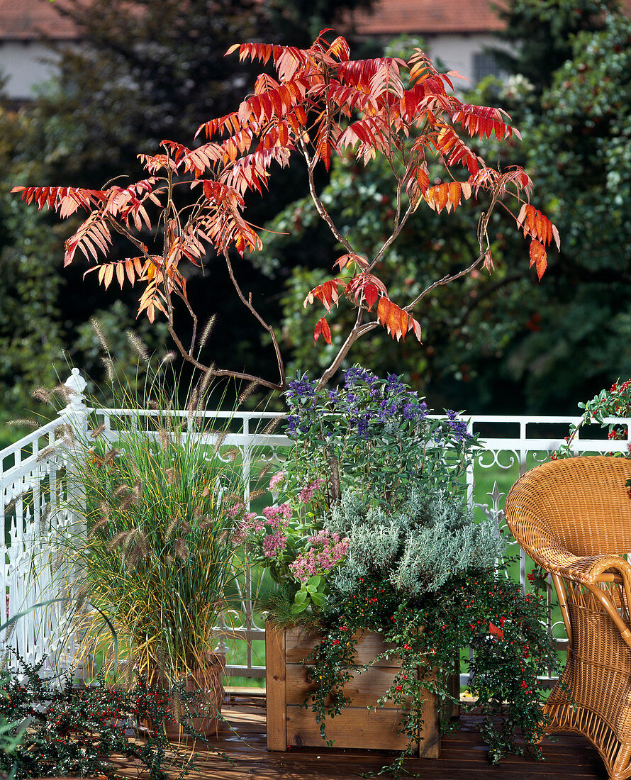 Rhus typhina underplanted with Caryopteris