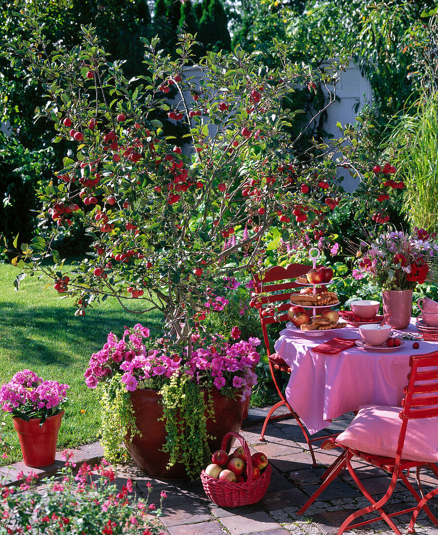 Malus 'Red Sentinel' (Zierapfel) unterpflanzt mit Petuna (Petunien)