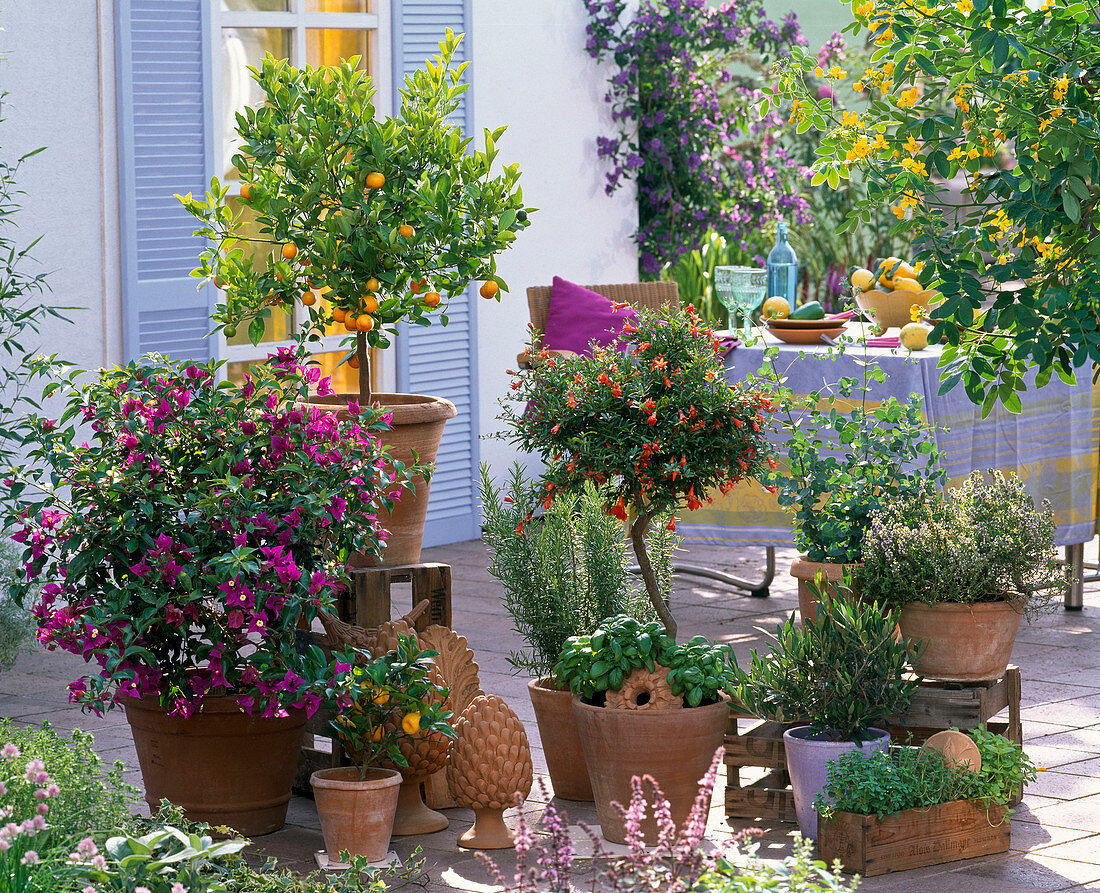 Vorher - Nachher - Thementerrasse