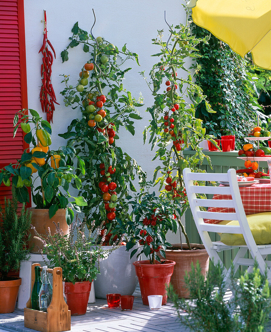 Snack balcony with lyopersicon (tomato), capsicum (paprika)