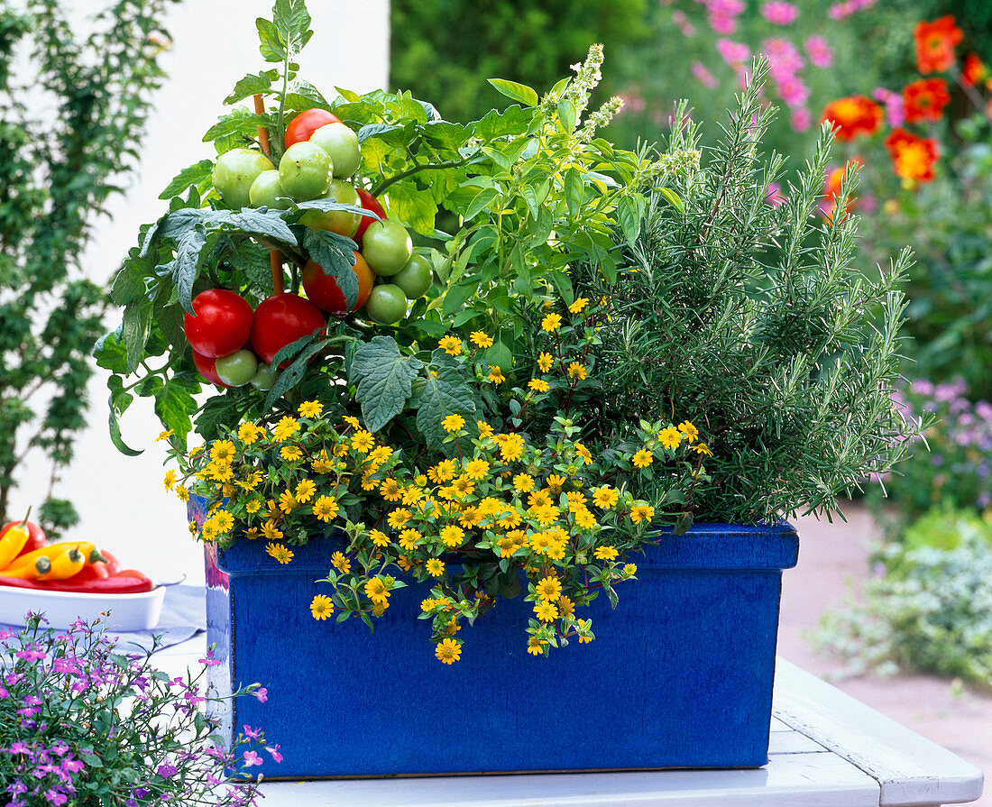Box with tomatoes and herbs