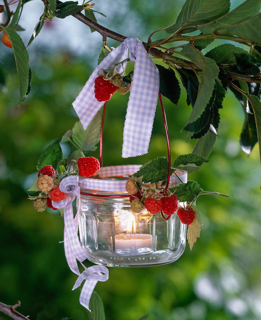 Lantern with rubus on cherry tree branch