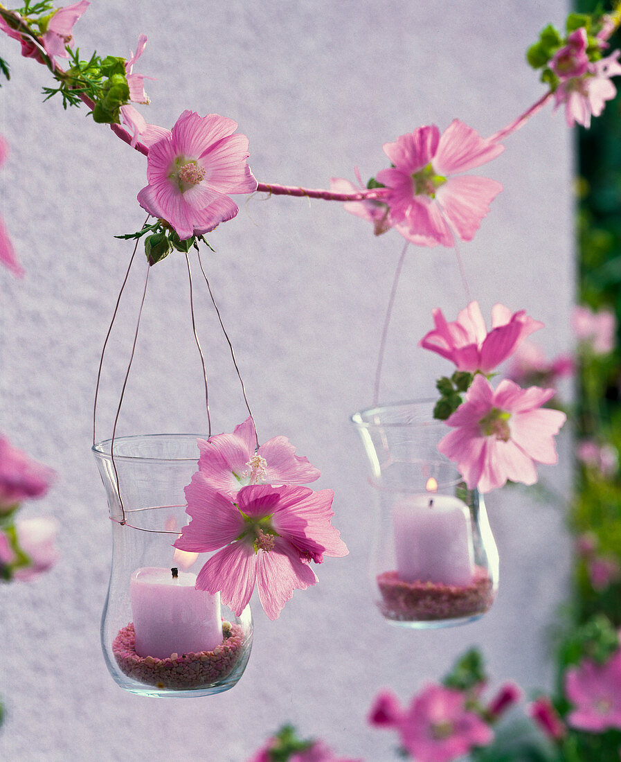 Lanterns with Malva (mallow) flowers on a string