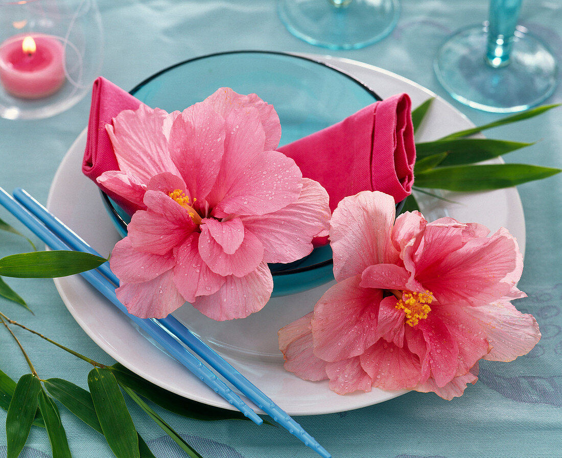 Blüten von Hibiscus rosa - sinensis (Roseneibisch, gefüllt, rosa) in Schale