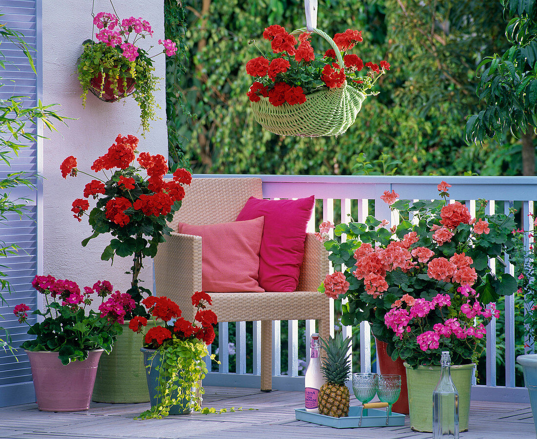 Geranium balcony with standing geraniums in different colors