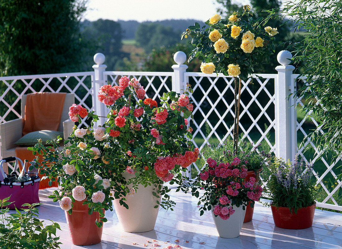 Balkon mit Rosa (Rosen), Büsche und Stamm in Kübeln