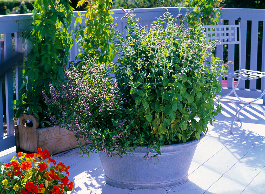 Zinc tub with different kinds of Mentha (mint)