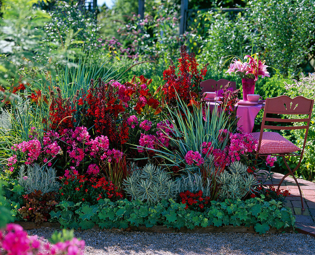 Red-pink bed with Lobelia speciosus fan 'Scarlet'