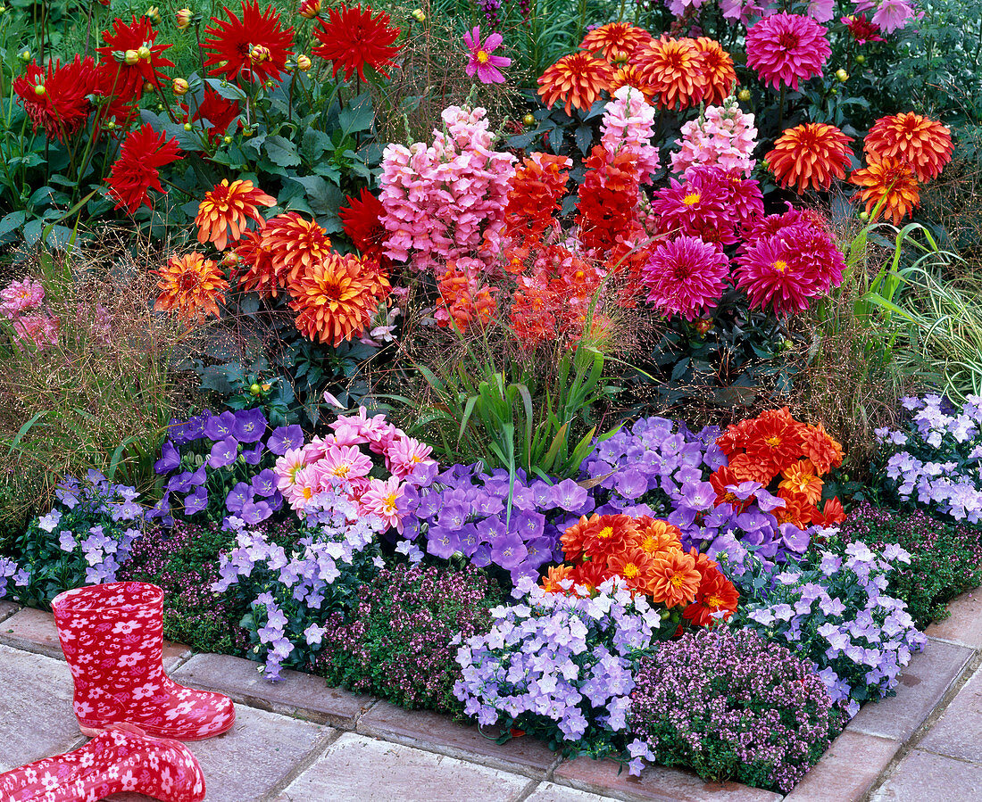 Colorful summer flowerbed with Dahlia, Antirrhinum